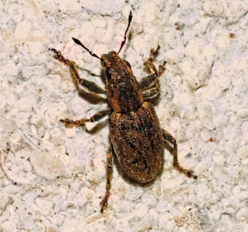 Réf. 347 719 : Sitona sp.
